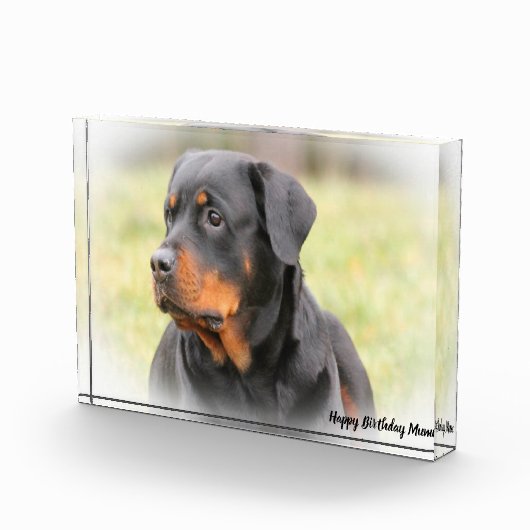 Rottweiler Dog Fotoblokken (Rechts)