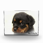 Rottweiler Dog Fotoblokken (Voorkant)