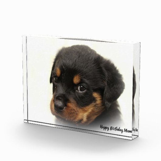 Rottweiler Dog Fotoblokken (Rechts)