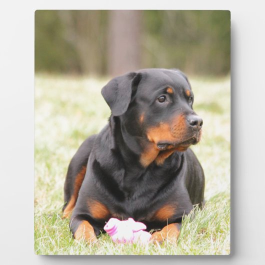 Rottweiler Dog Fotoplaat (Voorkant)