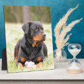 Rottweiler Dog Fotoplaat (Zijkant)
