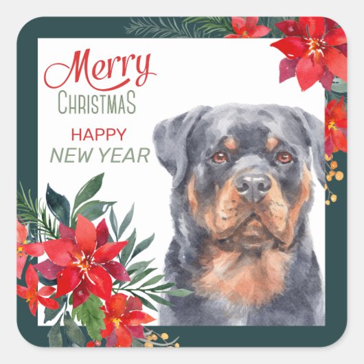 Rottweiler Dog Poinsettia Border Kerstmis Vierkante Sticker (Voorkant)