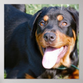 Rottweiler Dog Print (Voorkant)
