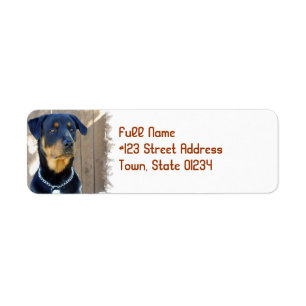 Rottweiler Dog Return Address Label