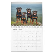 Rottweiler Dogs Wall Calendar 2026 Kalender (Jan 2026)