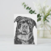 Rottweiler Drawing Briefkaart (Staand voorkant)