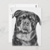 Rottweiler Drawing Briefkaart (Voorkant / Achterkant)