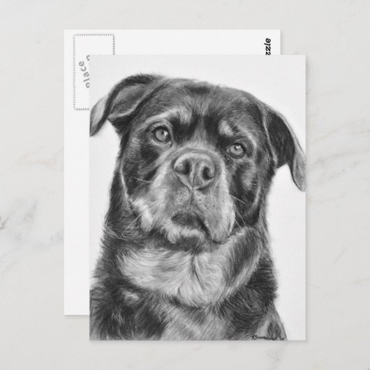Rottweiler Drawing Briefkaart (Voorkant / Achterkant)