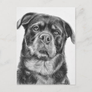 Rottweiler Drawing Briefkaart