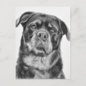 Rottweiler Drawing Briefkaart (Voorkant)