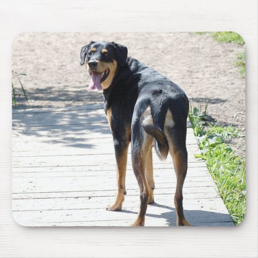 Rottweiler en German Shepherd Cross Muismat (Voorkant)