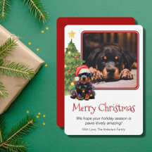 Rottweiler en kerstboomfoto's Pet Dog Eén foto