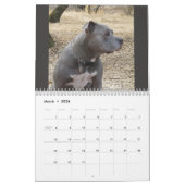 Rottweiler en Pitbull Calendar Kalender (Mar 2026)