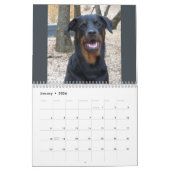 Rottweiler en Pitbull Calendar Kalender (Jan 2026)