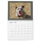 Rottweiler en Pitbull Calendar Kalender (Feb 2027)