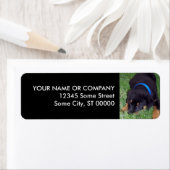 rottweiler. etiket (Insitu)