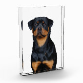 Rottweiler   fotoblokken (Links)