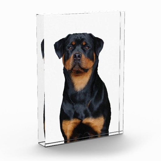 Rottweiler   fotoblokken (Links)