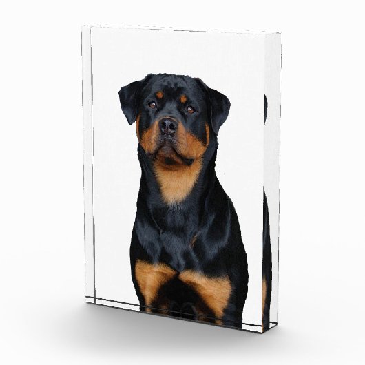 Rottweiler   fotoblokken (Rechts)