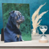 Rottweiler Fotoplaat (Zijkant)