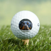 Rottweiler Golfballen (Insitu Shirt)