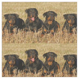 rottweiler-group.png stof