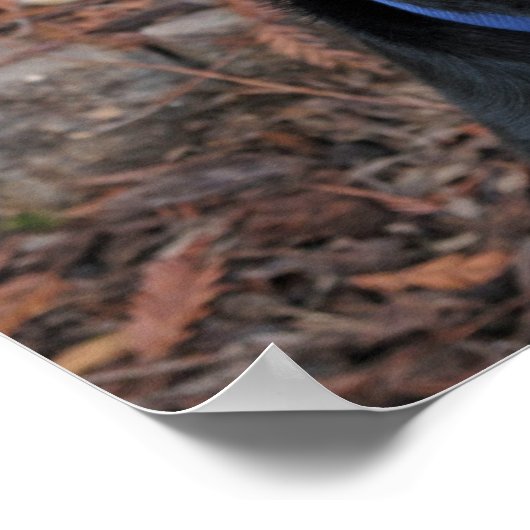 Rottweiler Heidi-Poster Poster (Hoek)