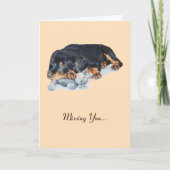 rottweiler-hond die teddy vermist kaart (Voorkant)