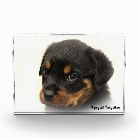Rottweiler Hond Fotoblokken (Voorkant)