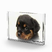 Rottweiler Hond Fotoblokken (Rechts)
