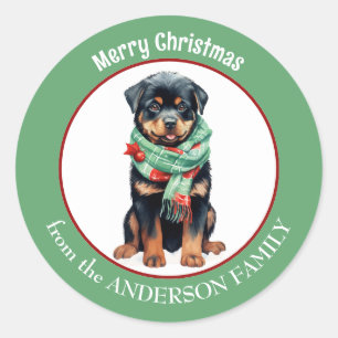 Rottweiler Hond in Rode en Groene Kerstsjaal Ronde Sticker