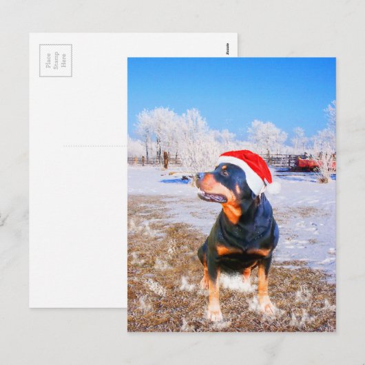 Rottweiler Hond Kerstmis Schilderij Feestdagenkaart (Voorkant / Achterkant)