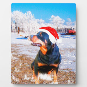 Rottweiler Hond Kerstmis Schilderij Fotoplaat