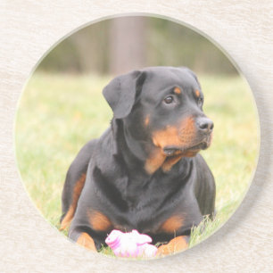 Rottweiler hond zandsteen onderzetter