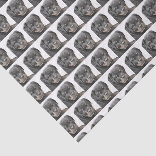 Rottweiler-hondenpapier Tissuepapier (Detail)