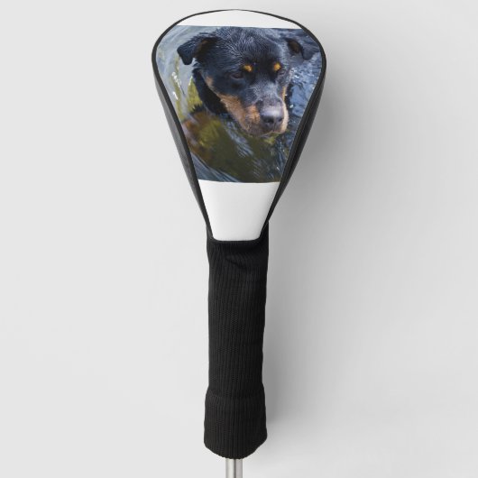 Rottweiler in water golfheadcover (Voorkant)