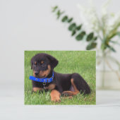 rottweiler jongen briefkaart (Staand voorkant)