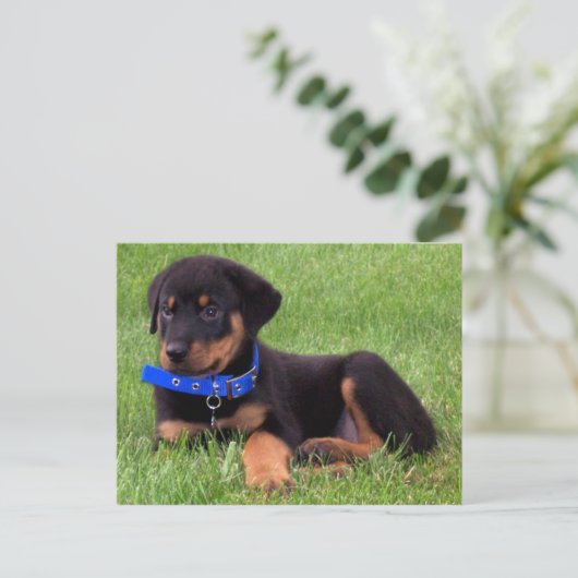 rottweiler jongen briefkaart (Staand voorkant)