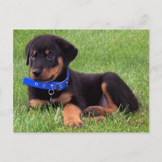 rottweiler jongen briefkaart (Voorkant)