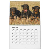 rottweiler-kalender kalender (Mar 2026)