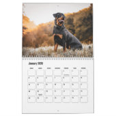 rottweiler-kalender kalender (Jan 2026)