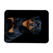 Rottweiler Magneet (Horizontaal)