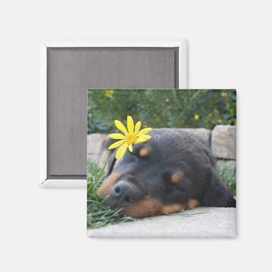 Rottweiler Magneet (Voorkant / Achterkant)