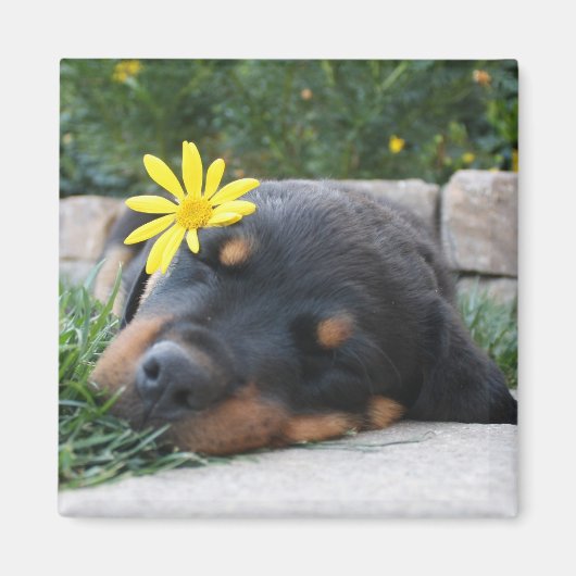 Rottweiler Magneet (Voorkant)