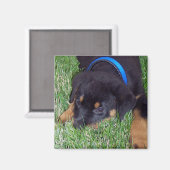 rottweiler. magneet (Voorkant / Achterkant)