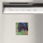 rottweiler. magneet (Insitu (Vaatwasser))