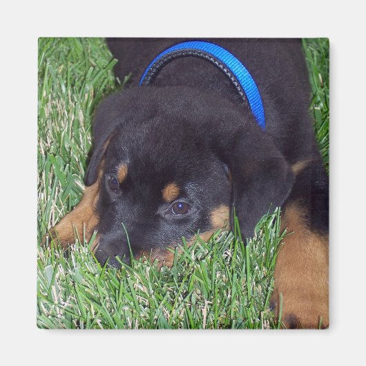 rottweiler. magneet (Voorkant)