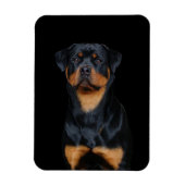 Rottweiler Magneet (Verticaal)