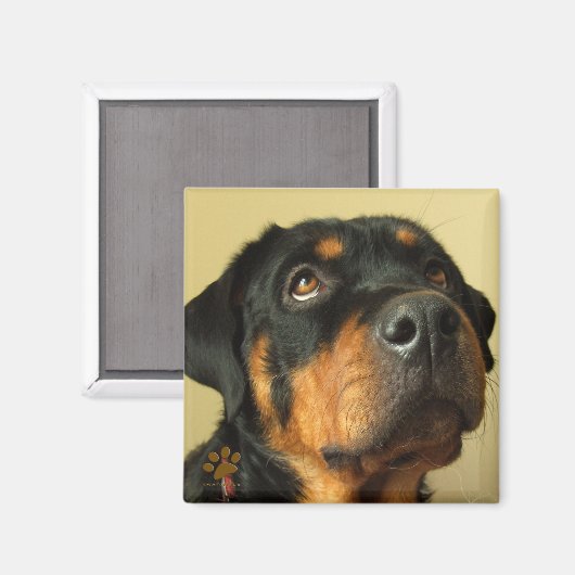 Rottweiler Magneet (Voorkant / Achterkant)