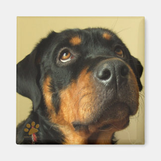 Rottweiler Magneet